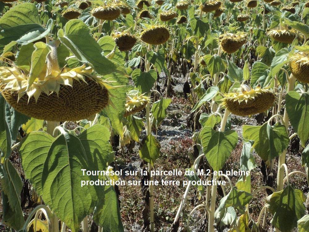 Photo 5 Tournesol en plaine production